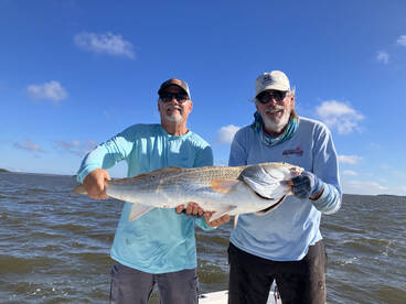 Bull Red Drum are here for Memorial Day!