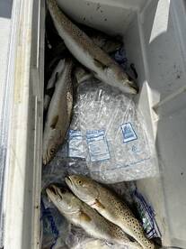 Speckled trout all morning  