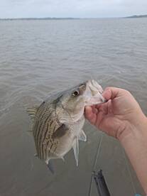 Great early morning hybrid striped bass 