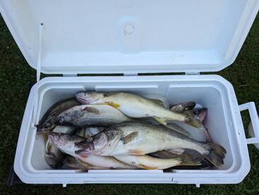 walleye limits