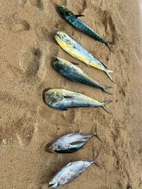 Trou Aux Biches Report Photo 2