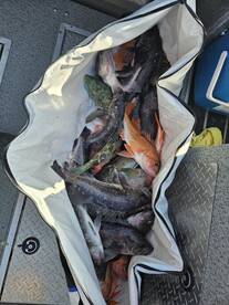 Garibaldi Report Photo 2