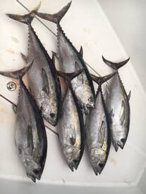 Madeira Beach Report Photo 2