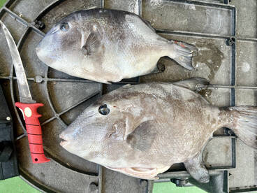 Novice spear crew, hits their mark!