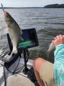 Another whitebass spankdown and a livesc