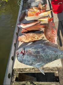 Placida Report Photo 2