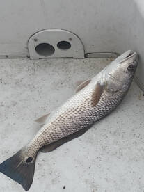 Murrells Inlet Report Photo 1