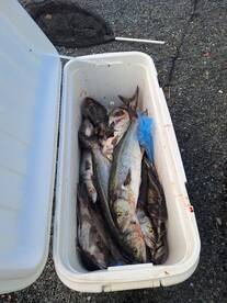 Virginia Beach Report Photo 1