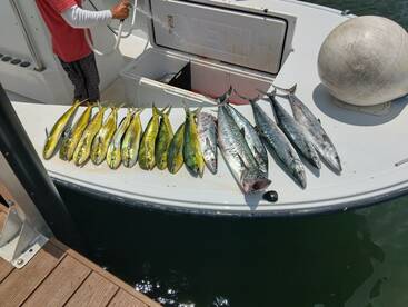 Mahi and Kingfish morning!