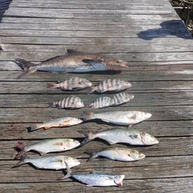 Manteo Report Photo 2