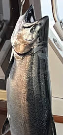 King Salmon