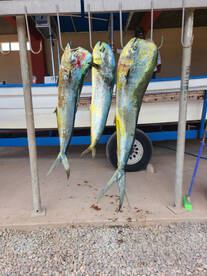 Mahi mahi and yellowtail 