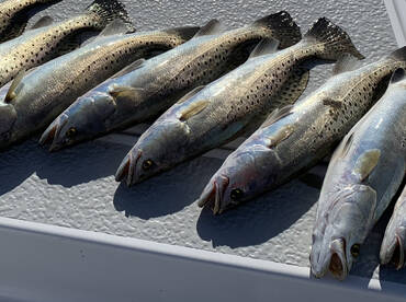 5/28/24 PM trip - Mesquite / Ayres Bay