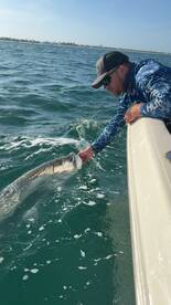 Tapron are here in Boca Grande pass and 
