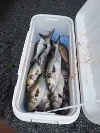 Virginia Beach Report Photo 2