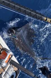 Key West is on fire with Mahi 