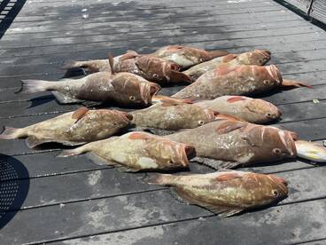 Belleair Bluffs Report Photo 2