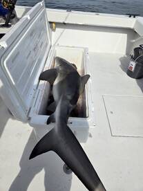 Gulfport Report Photo 2