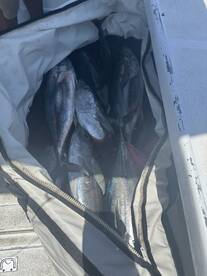 Cabo San Lucas Report Photo 2