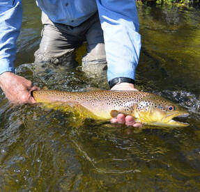 Wise River Report Photo 2