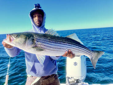 The cows have come home!