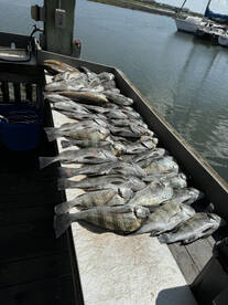 Drum are plentiful!!