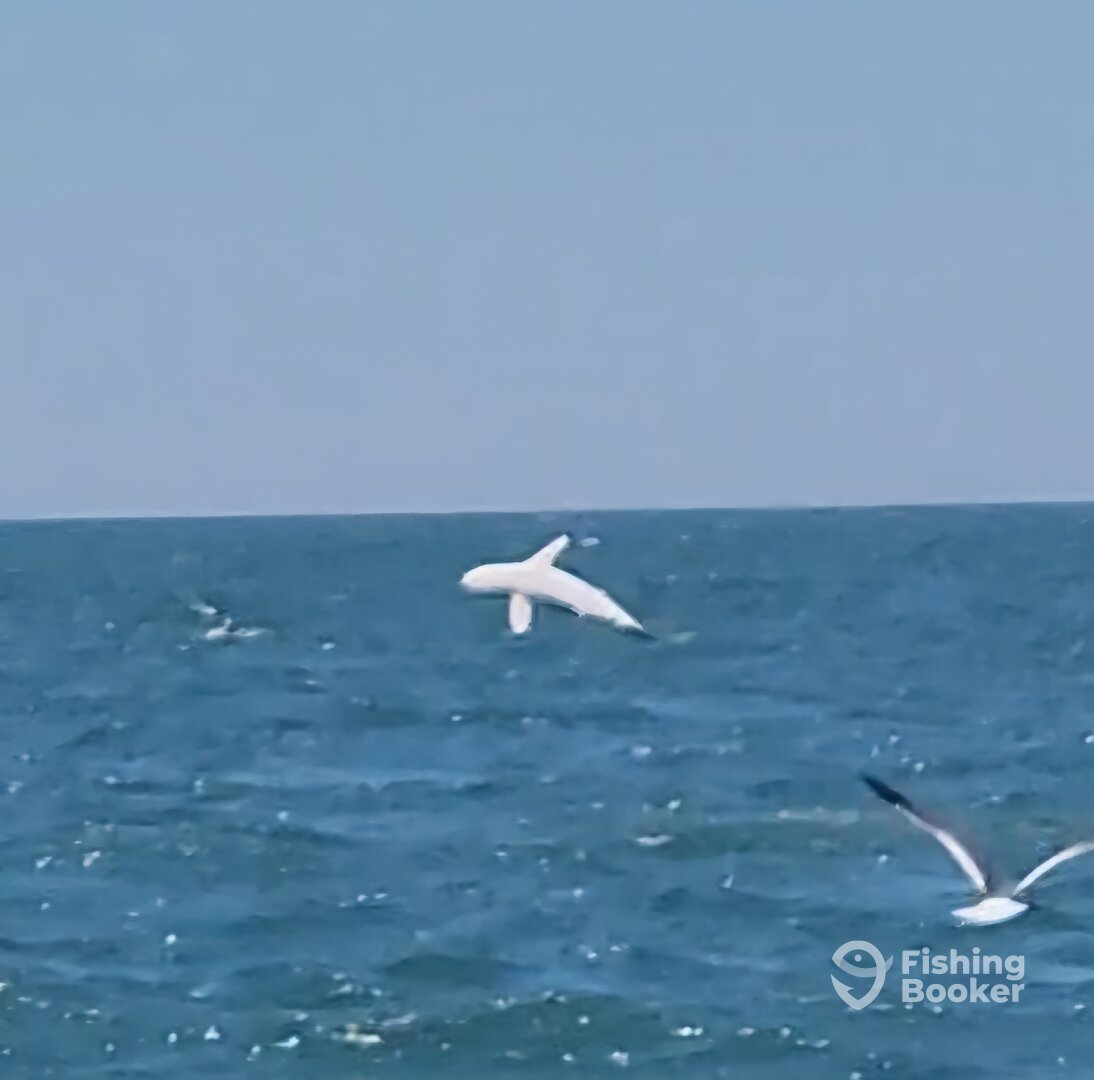 Folly Beach Report Photo 0