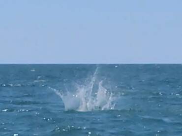 Folly Beach Report Photo 1