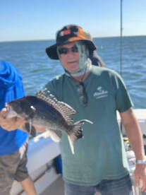 Seabass 