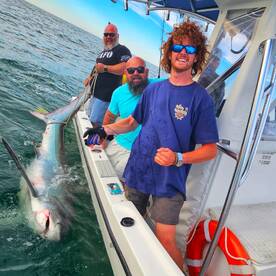 350lb Thresher Shark 