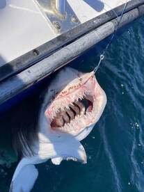 Nags Head Report Photo 2