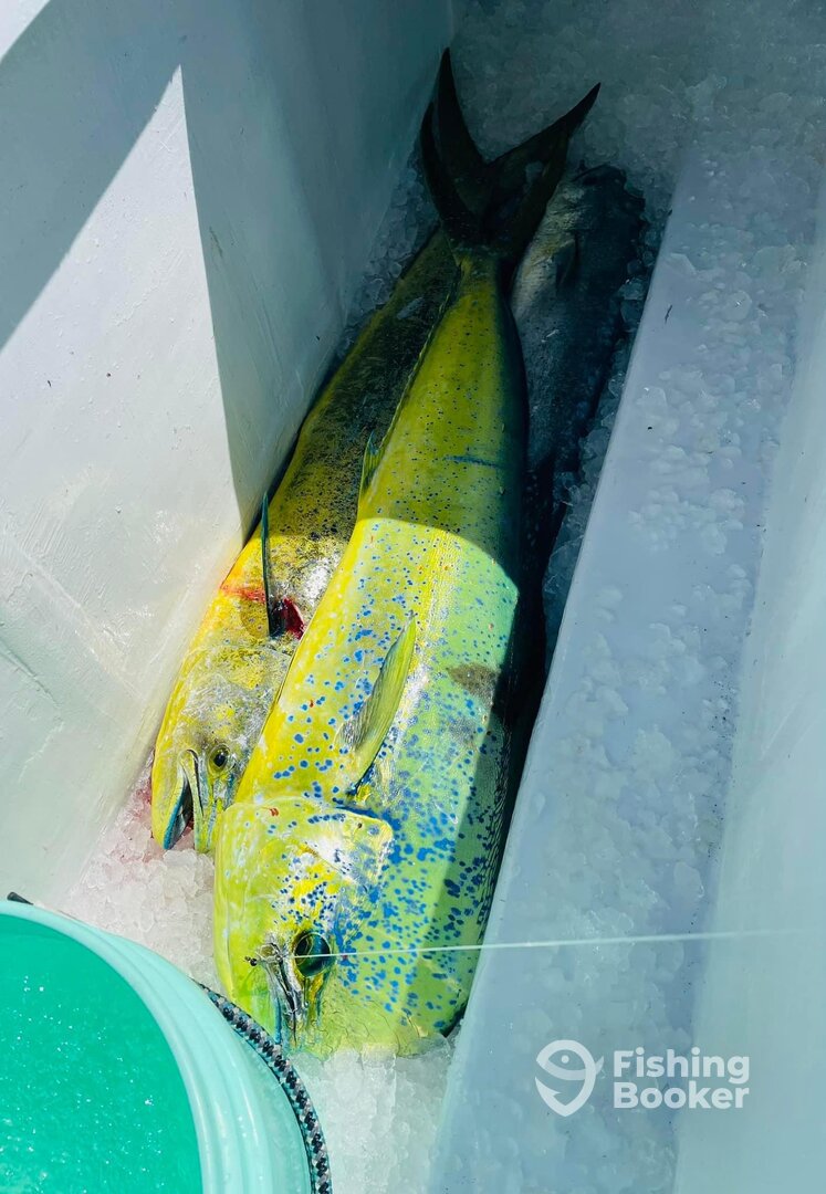 Morehead City Report Photo 0