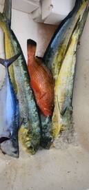 Key Largo Report Photo 2