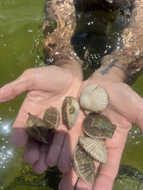 Steinhatchee Report Photo 2