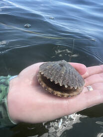 Steinhatchee Report Photo 1
