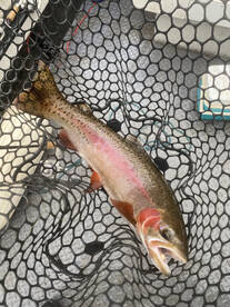 Redding Report Photo 1