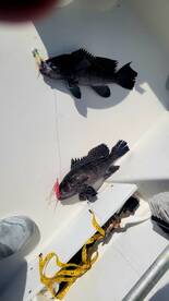 Last day of Black Sea Bass