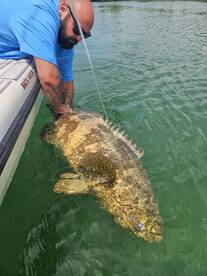 Inshore Goliath grouper 