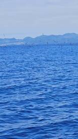 Reeling in the Bounty: A Tuna-Tastic Day