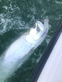 Bahia Honda Tarpon are Here!