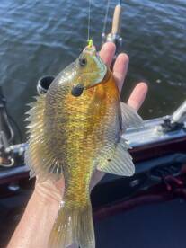 Montague Report Photo 2