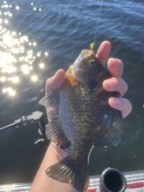 As fast as you can cast you are catching