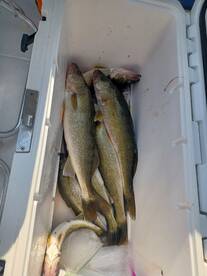 Big ones in the cooler!