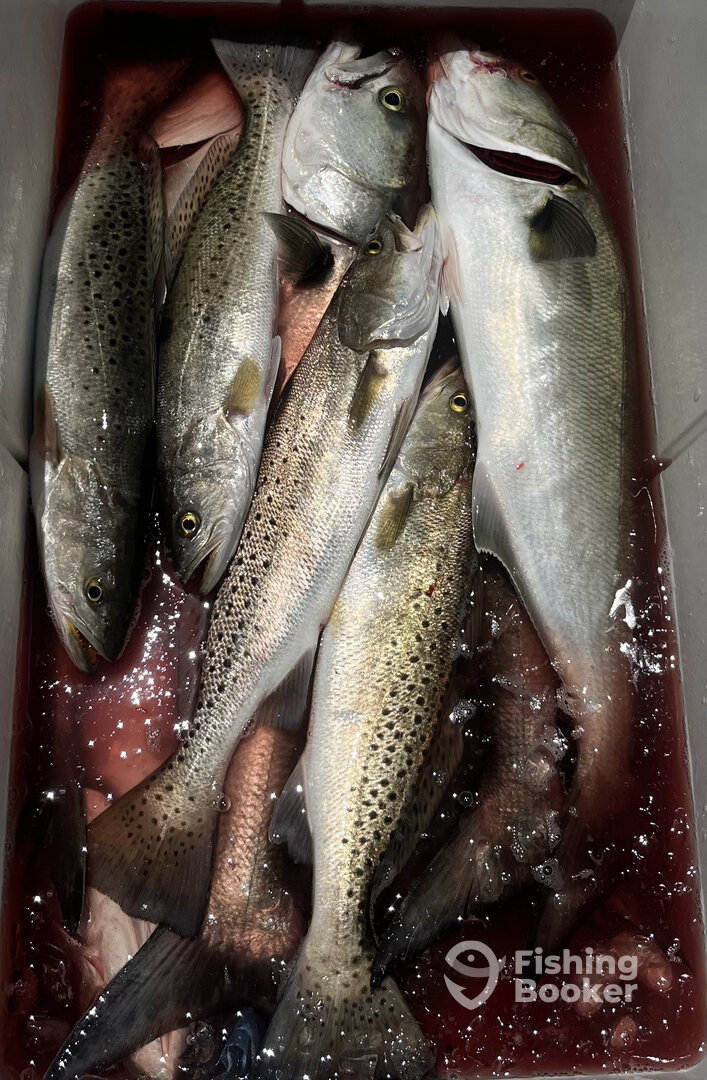 Nags Head Report Photo 0