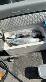 3 Tunas in two hours