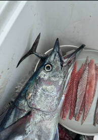 Wahoo, Tuna, Bonito afternoon!