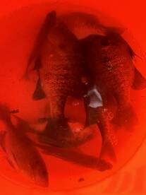 Atlanta Report Photo 1