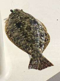 Nice Flounder yesterday 