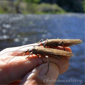 Madison River Fishing Report Salmonflies