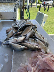 Livingston Report Photo 2